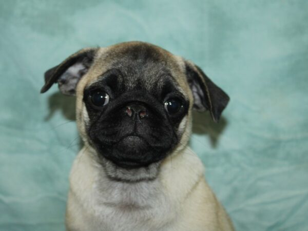 Pug Dog Female Fawn 9849 Petland Dalton, Georgia