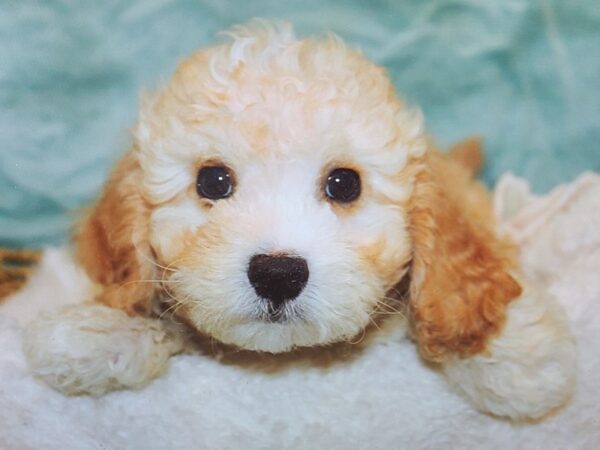 Cavapoo Dog Male Apricot 21121 Petland Dalton, Georgia