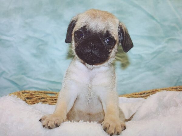 Pug-Dog-Male-Fawn-9853-Petland Dalton, Georgia