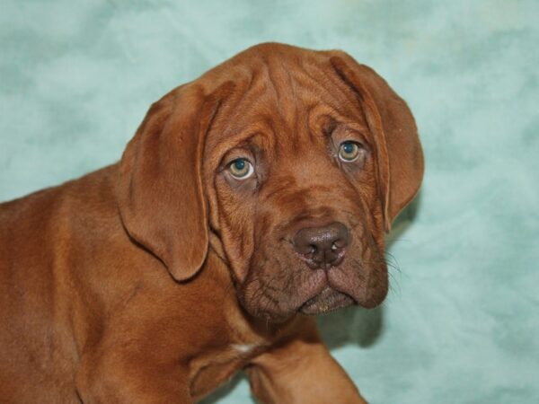 Dogue De Bordeaux-Dog-Male-Fawn-21122-Petland Dalton, Georgia