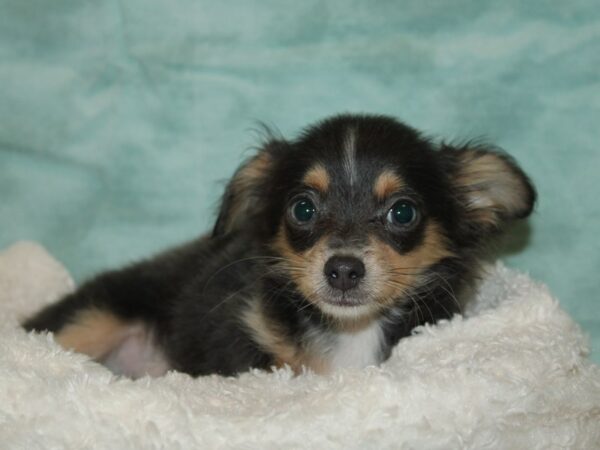 Chihuahua Dog Male Gray 21124 Petland Dalton, Georgia