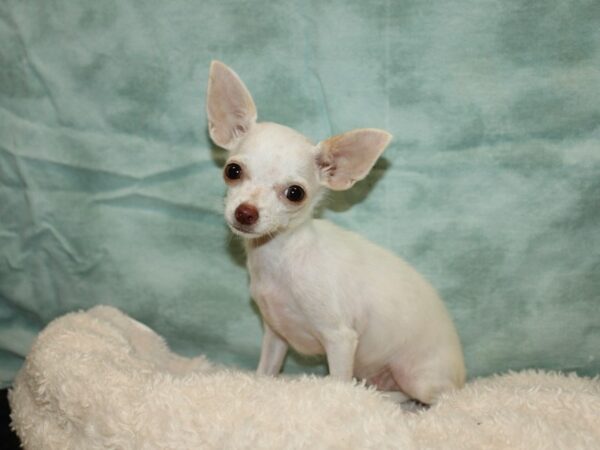 Chihuahua Dog Female White 21123 Petland Dalton, Georgia