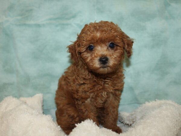 Miniature Poodle-Dog-Female-Red-9855-Petland Dalton, Georgia