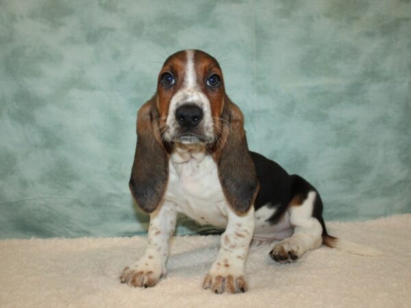 Basset Hound Dog Female Black Tan and White 21134 Petland Dalton, Georgia