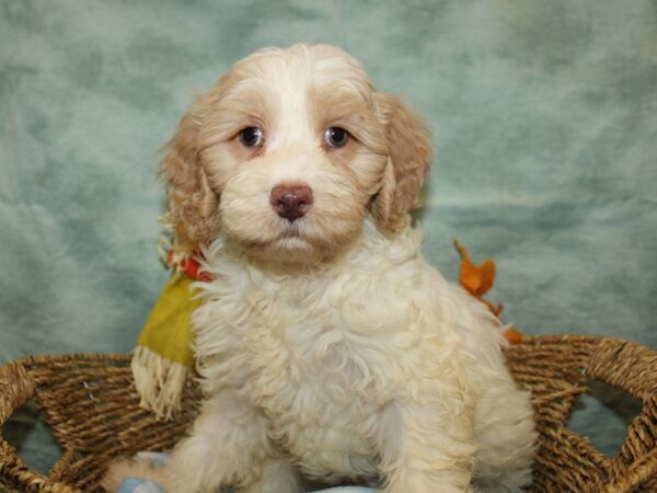 Cockadoodle Dog Male Apricot 21133 Petland Dalton, Georgia