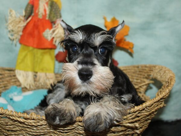 Miniature Schnauzer Dog Female Black / Silver 21131 Petland Dalton, Georgia