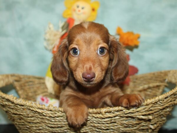 Dachshund-Dog-Male-Chocolate / Tan-9858-Petland Dalton, Georgia