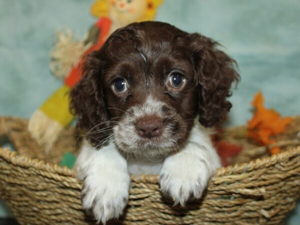 Cocker Spaniel-Dog-Male-Chocolate and white-9862-Petland Dalton, Georgia