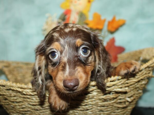 Dachshund Dog Male Chocolate 21140 Petland Dalton, Georgia