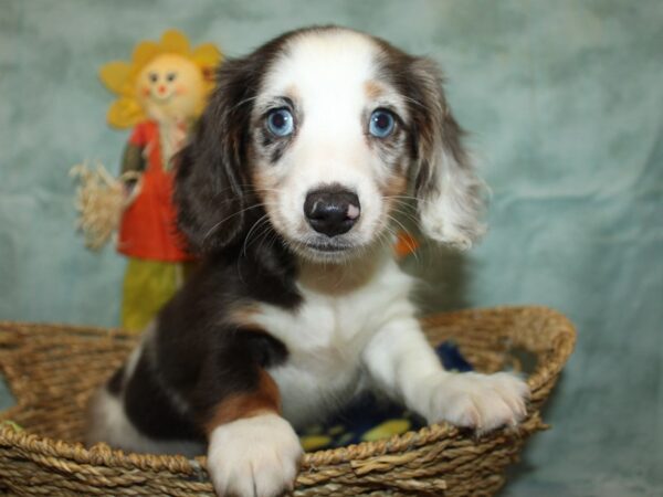 Dachshund Dog Male White / Silver 9872 Petland Dalton, Georgia