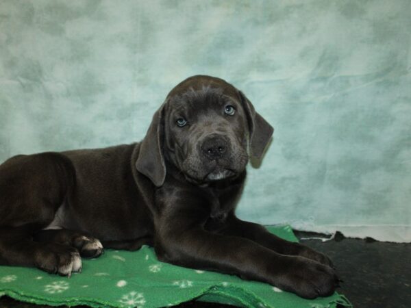 Cane Corso-Dog-Male-Blue-9866-Petland Dalton, Georgia