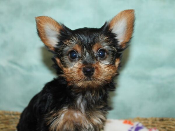[#9808] black & tan Female Yorkshire Terrier Puppies for Sale
