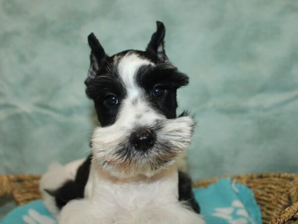 [#9811] Black / White Male Miniature Schnauzer Puppies for Sale