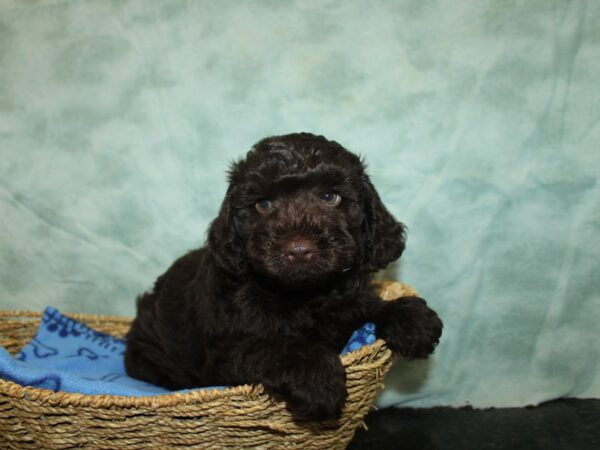 [#9819] Chocolate Male Yorkiepoo Puppies for Sale