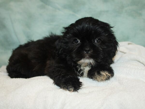 [#9827] Black Male Shih Tzu Puppies for Sale