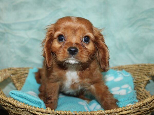 Cavalier King Charles Spaniel Dog Male Ruby 21078 Petland Dalton, Georgia