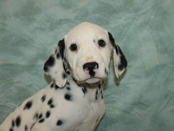 [#9830] Black / White Male Dalmatian Puppies for Sale