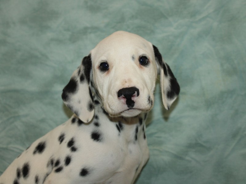 Dalmatian - 9830 Image #1
