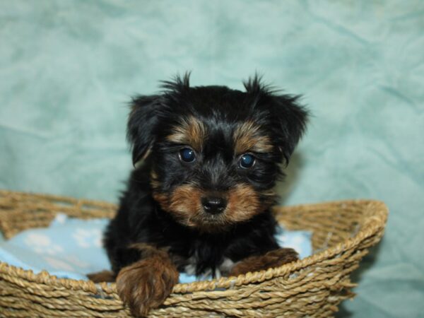 Yorkiepoo Dog Male Black / Tan 21094 Petland Dalton, Georgia