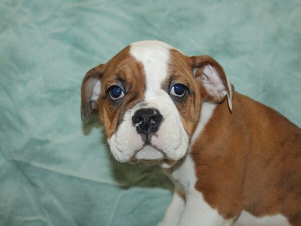 [#9840] Brindle Male Mini Bulldog Puppies for Sale