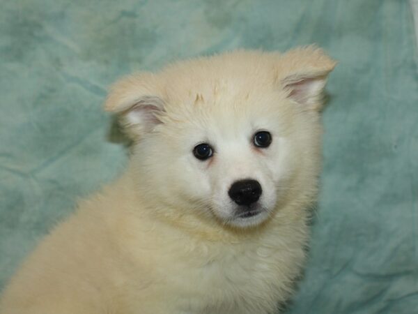 American Eskimo-Dog-Male-White-21085-Petland Dalton, Georgia