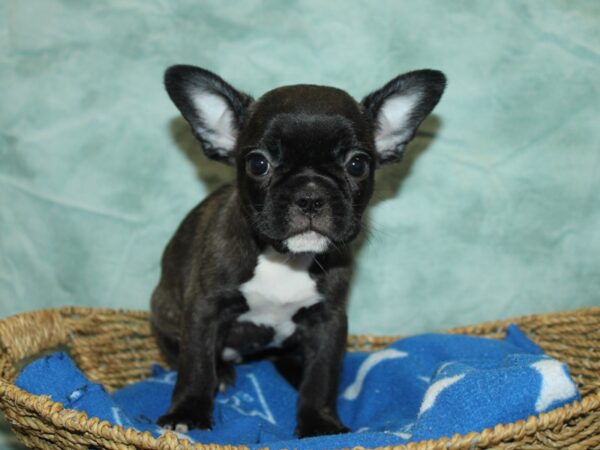 [#21099] Brindle Female French Bulldog Puppies for Sale