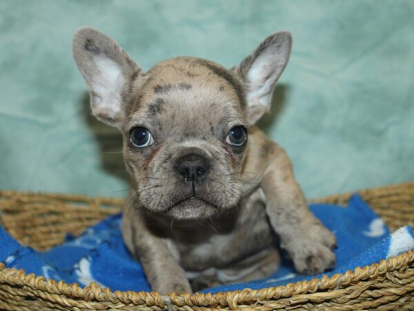 [#21100] Merle Male French Bulldog Puppies for Sale