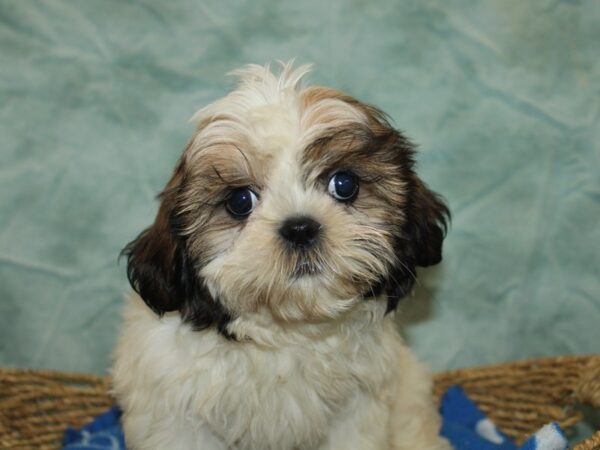 Shih Tzu Dog Female White & gold 21101 Petland Dalton, Georgia