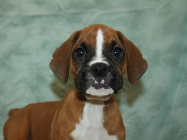 Boxer-Dog-Male-Fawn / White-21108-Petland Dalton, Georgia