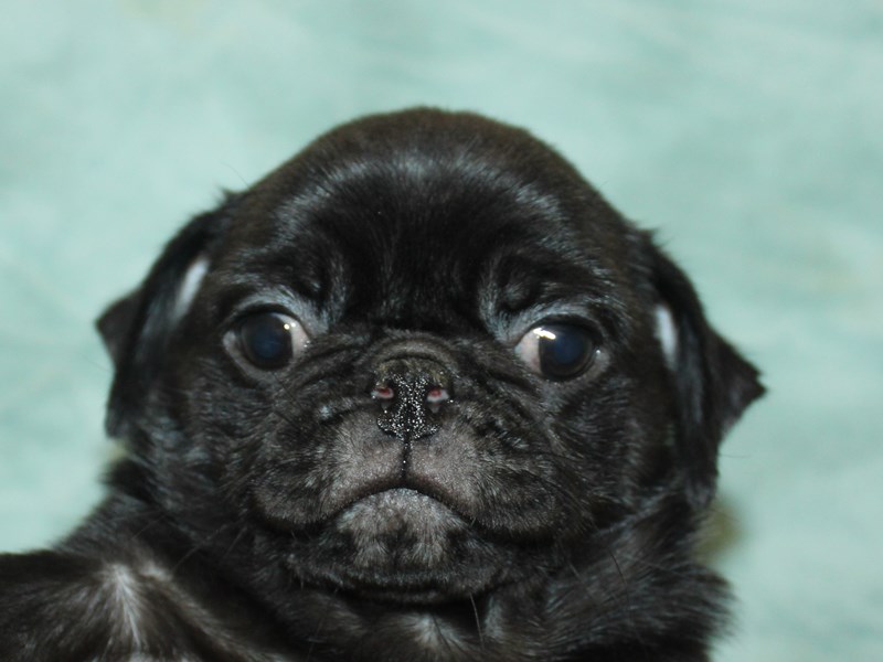 Pug - 21117 Image #1