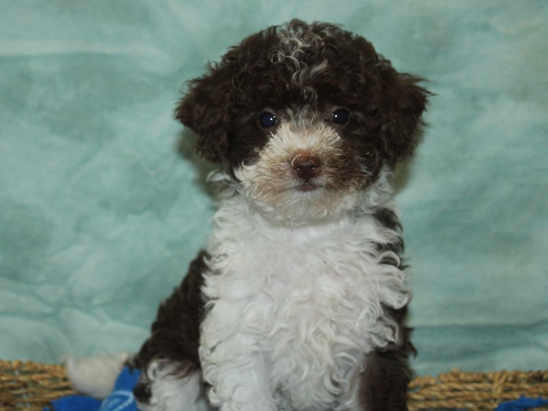 Bichapoo - 21170 Image #1