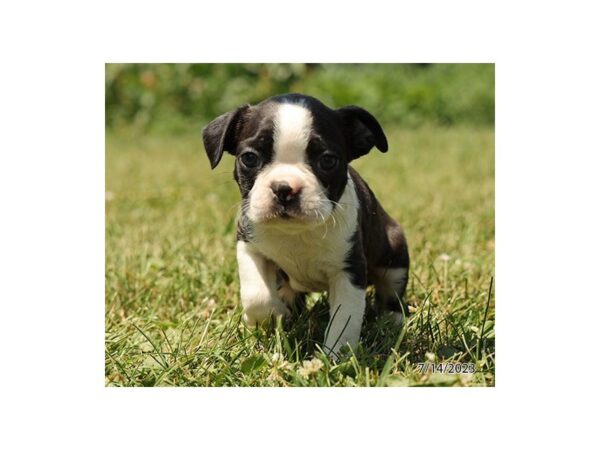 Boston Terrier Dog Male Black / White 9851 Petland Dalton, Georgia