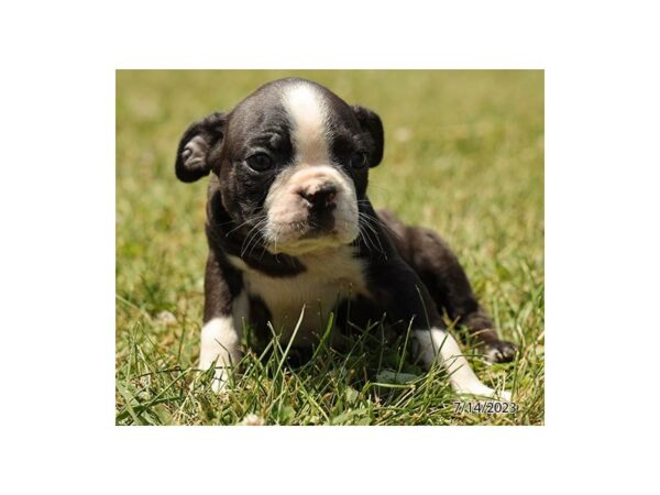 [#21118] Black / White Male Boston Terrier Puppies for Sale
