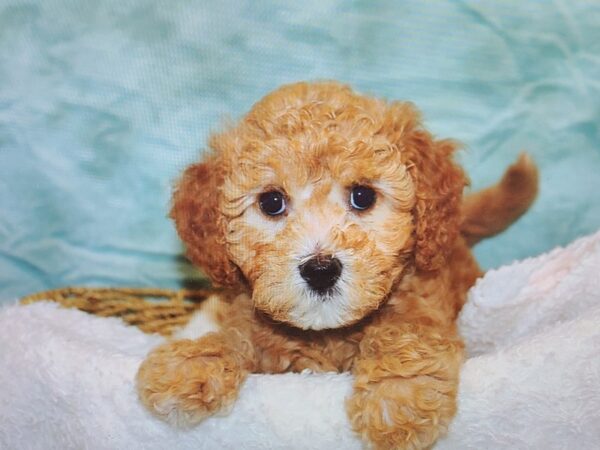 [#21120] Apricot Female Cavapoo Puppies for Sale