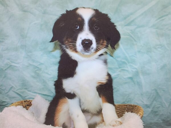 Miniature American Shepherd-Dog-Female-Black-9852-Petland Dalton, Georgia