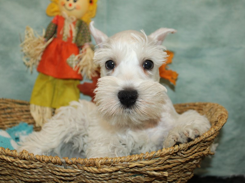 Miniature Schnauzer - 21130 Image #1