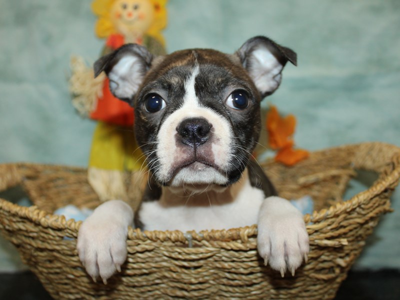 Boston Terrier - 21129 Image #1
