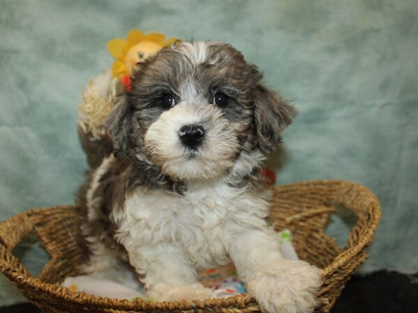 [#21168] Chocolate Merle Male Daisy Dog Puppies for Sale