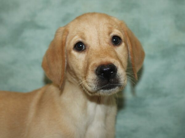 [#9861] Yellow Female Labrador Retriever Puppies for Sale