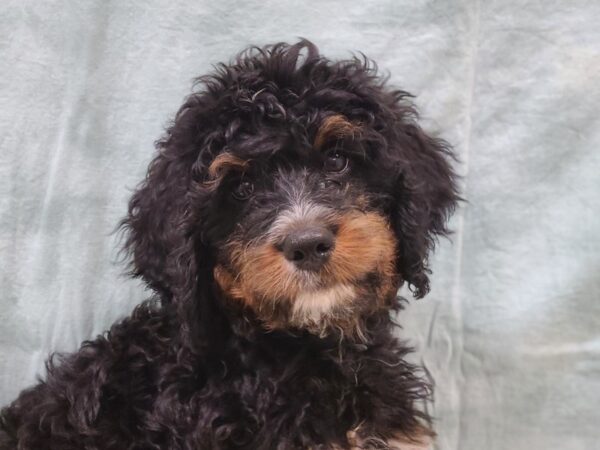 [#9860] Tri Color Female Bernedoodle Puppies for Sale