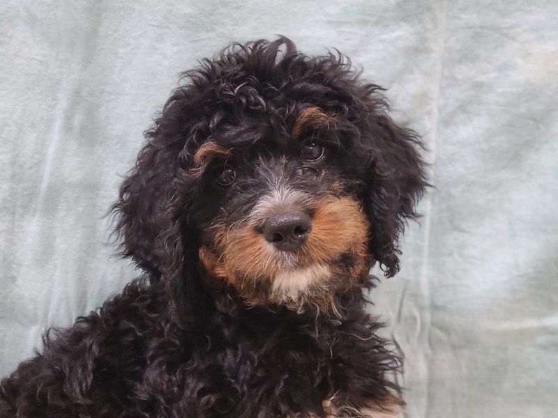 Bernedoodle - 9860 Image #1