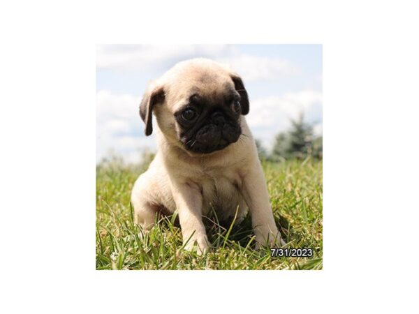 [#9869] Fawn Male Pug Puppies for Sale