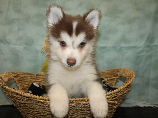 [#9874] Red / White Female Pomsky Puppies for Sale