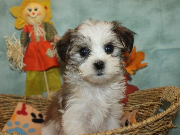 Latese-Dog-Female-Red and White-21138-Petland Dalton, Georgia