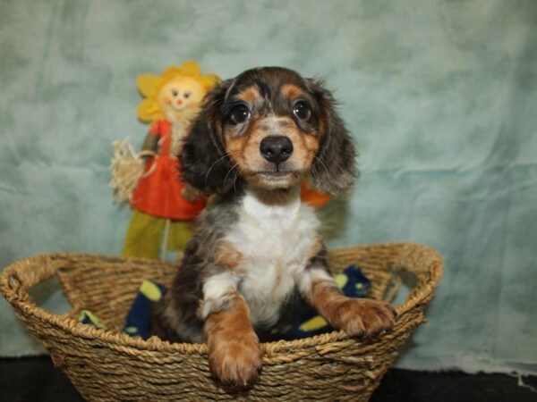 Dachshund Dog Male Gray 21139 Petland Dalton, Georgia