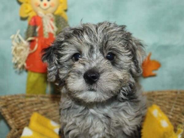 Daisy Dog-Dog-Female-Blue Merle-21142-Petland Dalton, Georgia