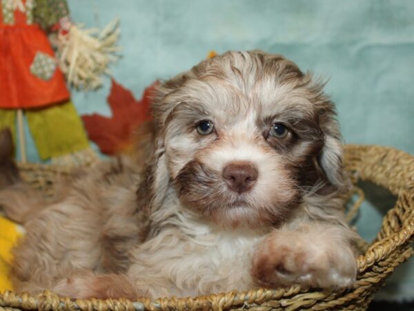 ShizaPoo-Dog-Female-Chocolate Merle-21141-Petland Dalton, Georgia