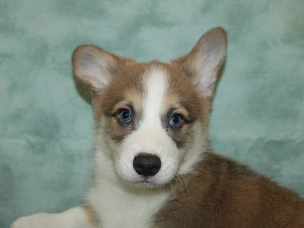 [#9864] Blue and White Male Pembroke Welsh Corgi Puppies for Sale