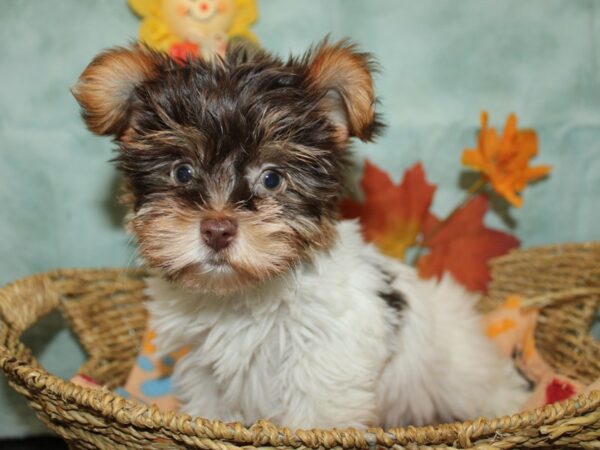 Yorkshire Terrier Dog Male Chocolate and Tan 9865 Petland Dalton, Georgia