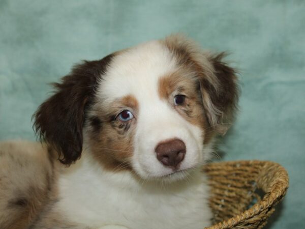 [#21201] Red Merle Male Miniature Australian Shepherd Puppies for Sale
